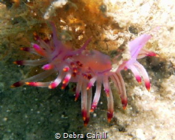 Purple Dragon Pipeline Pt Stevens NSW by Debra Cahill 